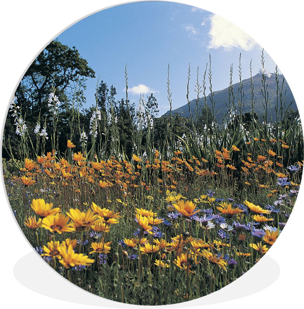 MuchoWow Rundes Wandbild - Runde Bilder Blumen - Natur - Farbe Ø 30 cm Kreis Wanddekoration Kunststoff - Wandkreis - Wandschmuck - Schlafzimmer ...