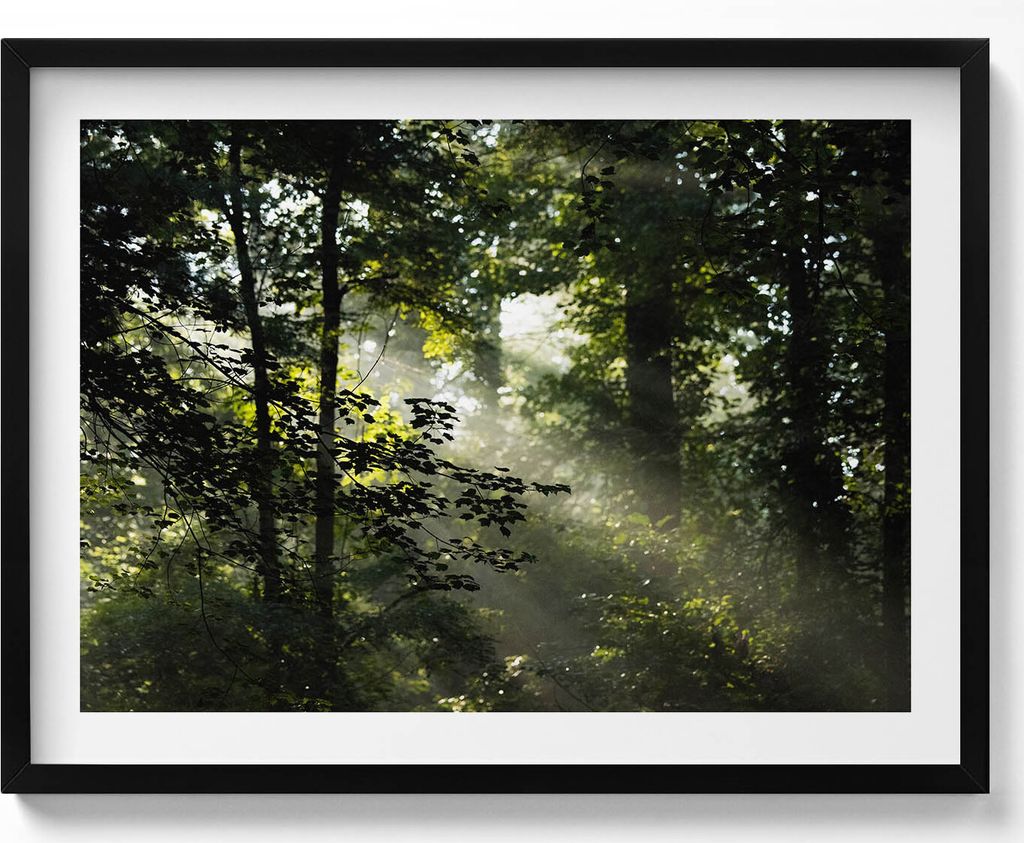 Sonnenstrahlen und Bäume– Wandbild mit Rahmen – Gerahmtes Bild – Wanddekoration – 80x60 cm – Schwarz Rahmen
