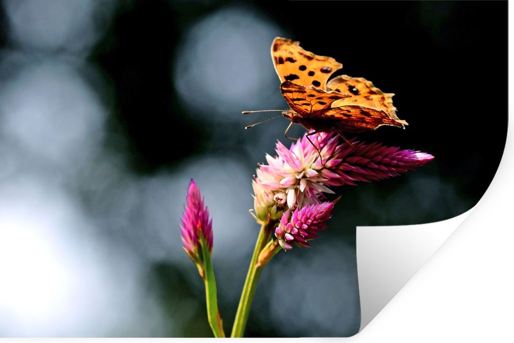 MuchoWow Wandtattoo Wandsticker Wandaufkleber Schmetterling - Blumen - Insekten 30x20 cm Selbstklebend und Repositionierbar - Wierderverwendbar -...