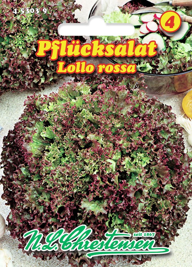 Pflücksalat Lollo Rossa | Pflücksalatsamen von N.L. Chrestensen