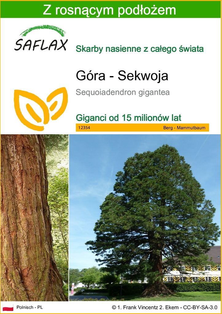 SAFLAX - Góra - Sekwoja - 50 Nasiona - Z podłożem uprawowym Zdjęcie produktu 