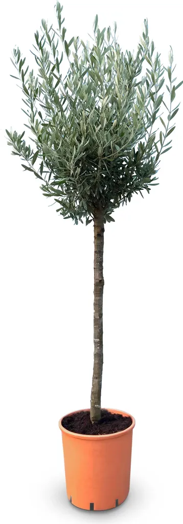 Grand Olivier Robuste 10 Ans - Arbre Facile à Cultiver de 160 cm