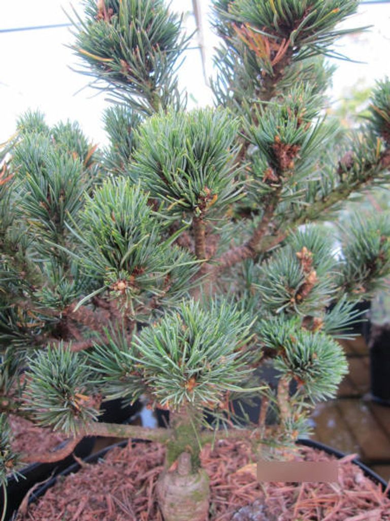 Pinus parviflora Kinpo - Zwergkiefer Kinpo - Japanische Weißkiefer Kin Po - 20-25cm