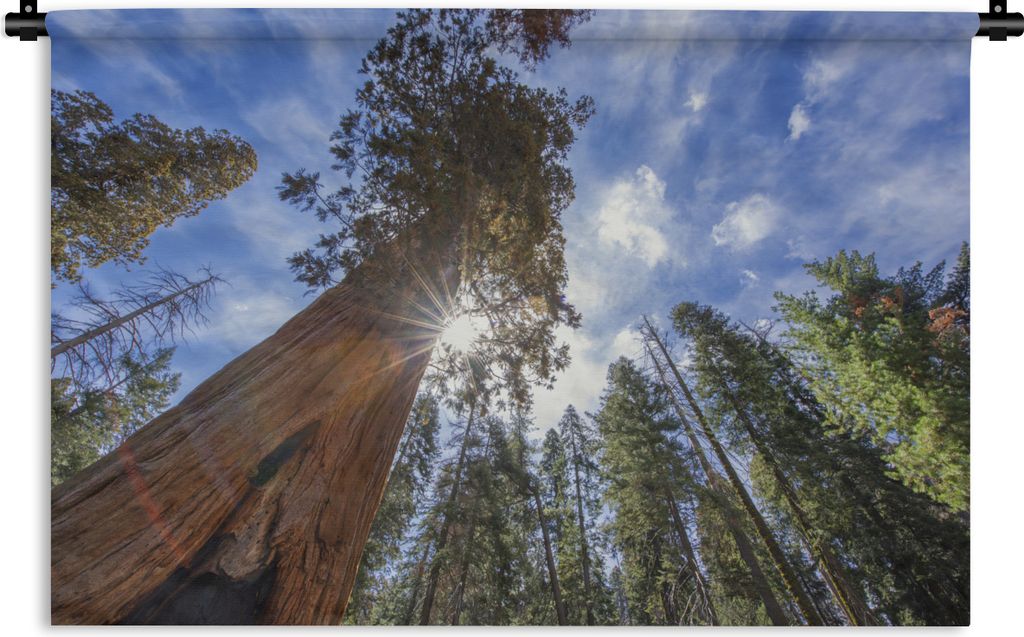 MuchoWow Wandteppich Wandbehang Bäume im Sequoia-Nationalpark in Nordamerika 150x100 cm Tapisserie Dekoration Wandtuch - Waschbar - Tapisserien ...