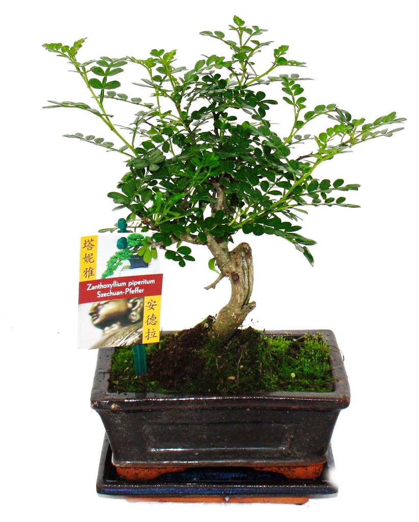 Sichuanský bonsajový pepř – Zanthoxylum piperitum – stáří Obrázek produktu 