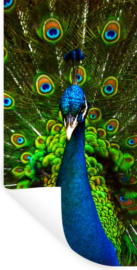 MuchoWow Wandtattoo Wandsticker Wandaufkleber Pfau - Federn - Muster - Blau 40x80 cm Selbstklebend und Repositionierbar - Repositionierbar - Wass...