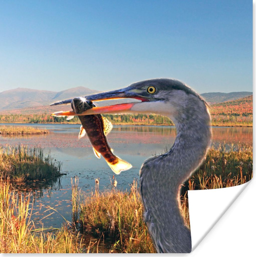 MuchoWow Poster Vogel - Fisch - Wasser - Herbst 50x50 cm - Wohnzimmerdekoration