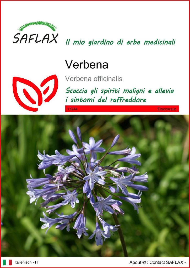 SAFLAX  - Verbena - 250 semi - Verbena Immagine del prodotto 
