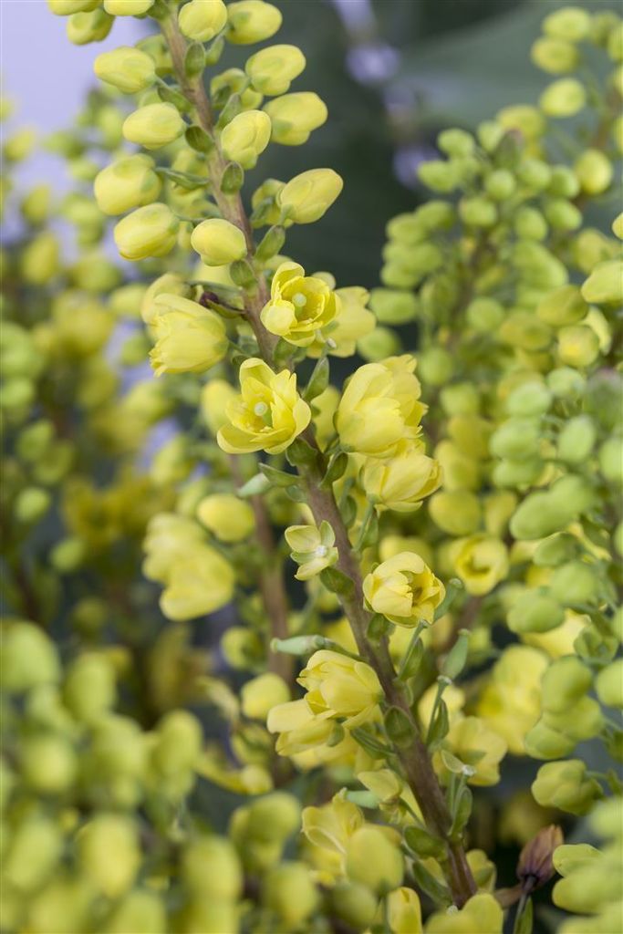 Mahonia media 'Winter Sun', Mahonie, gelbe Blüten, 60–80 cm Produktbild 
