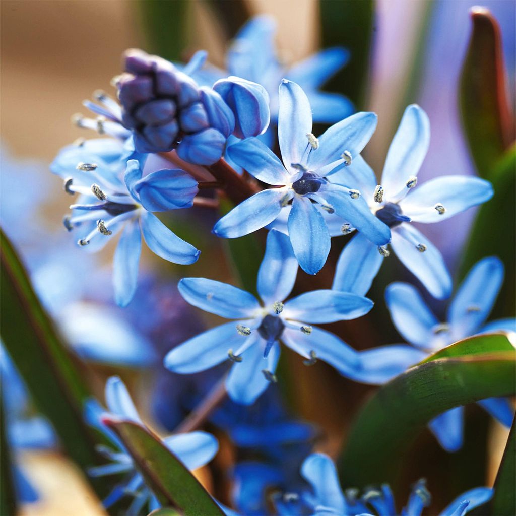 Scilla - Cebulica dwulistna Blue 5 szt. Cebulki Cebule Zdjęcie produktu 