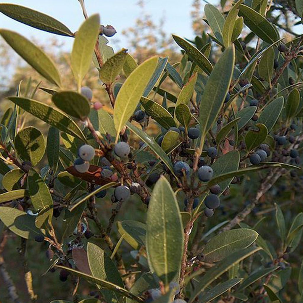 Schmalblättrige Steinlinde - Phillyrea angustifolia | 40-50 cm in Container