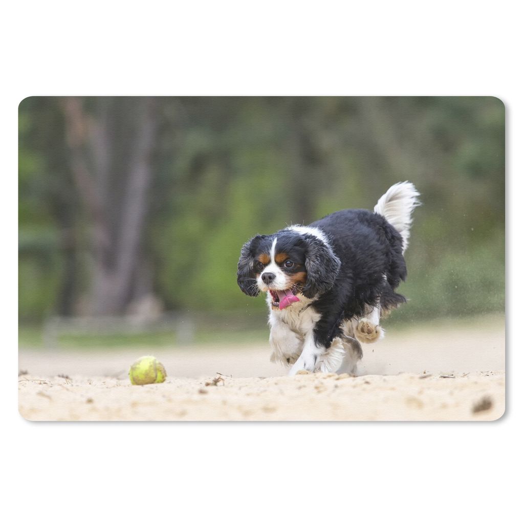 MuchoWow Schreibtischunterlage Ein Cavalier King Charles Spaniel spielt mit einem Tennisball 60x40 cm - XXL Mauspad - Großes Mauspad