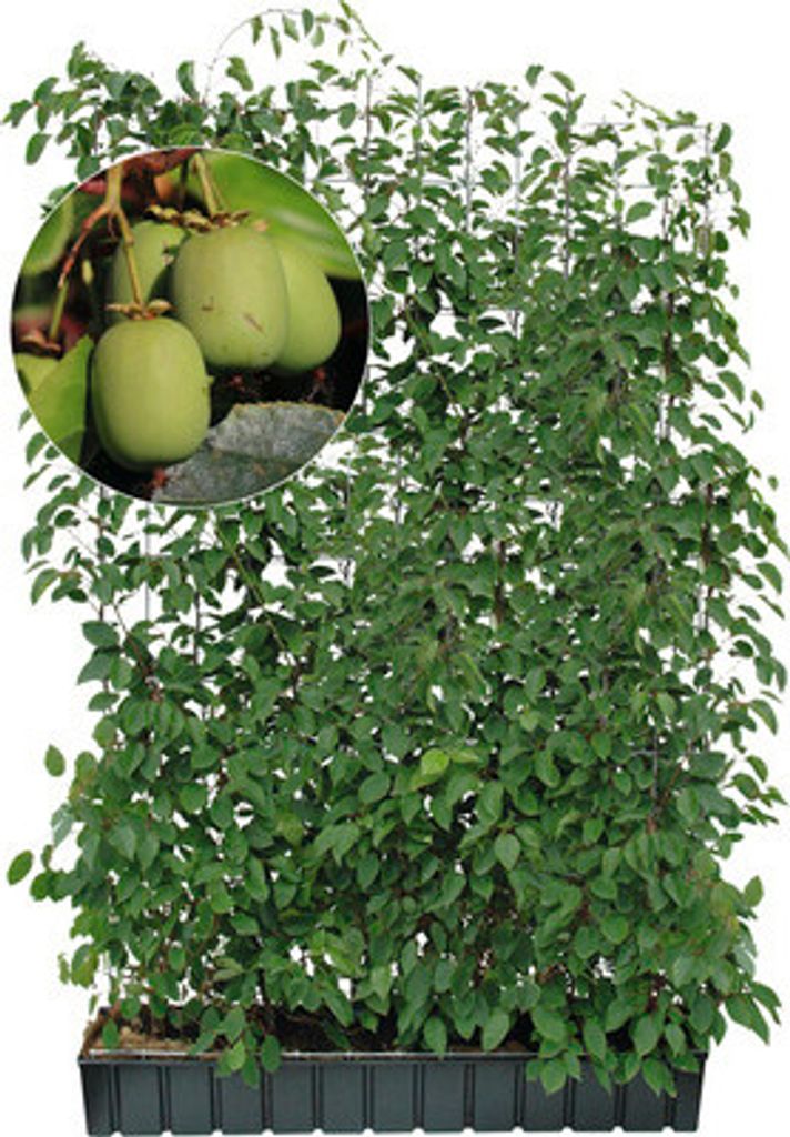 Sichtschutzhecke Kiwi Traubenkiwi Helix H180xB120 cm