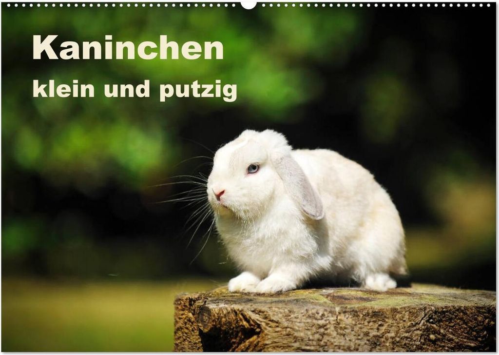 Kaninchen klein und putzig (Wandkalender 2026 DIN A2 quer), CALVENDO Monatskalender