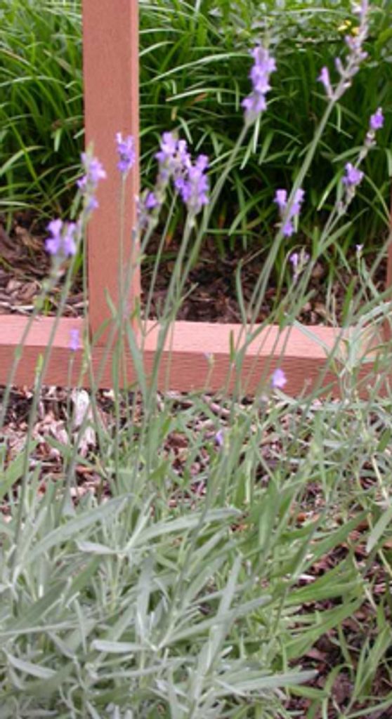 Lavandula int. 'Dutch' - Lavendel - Container 1.5 liter