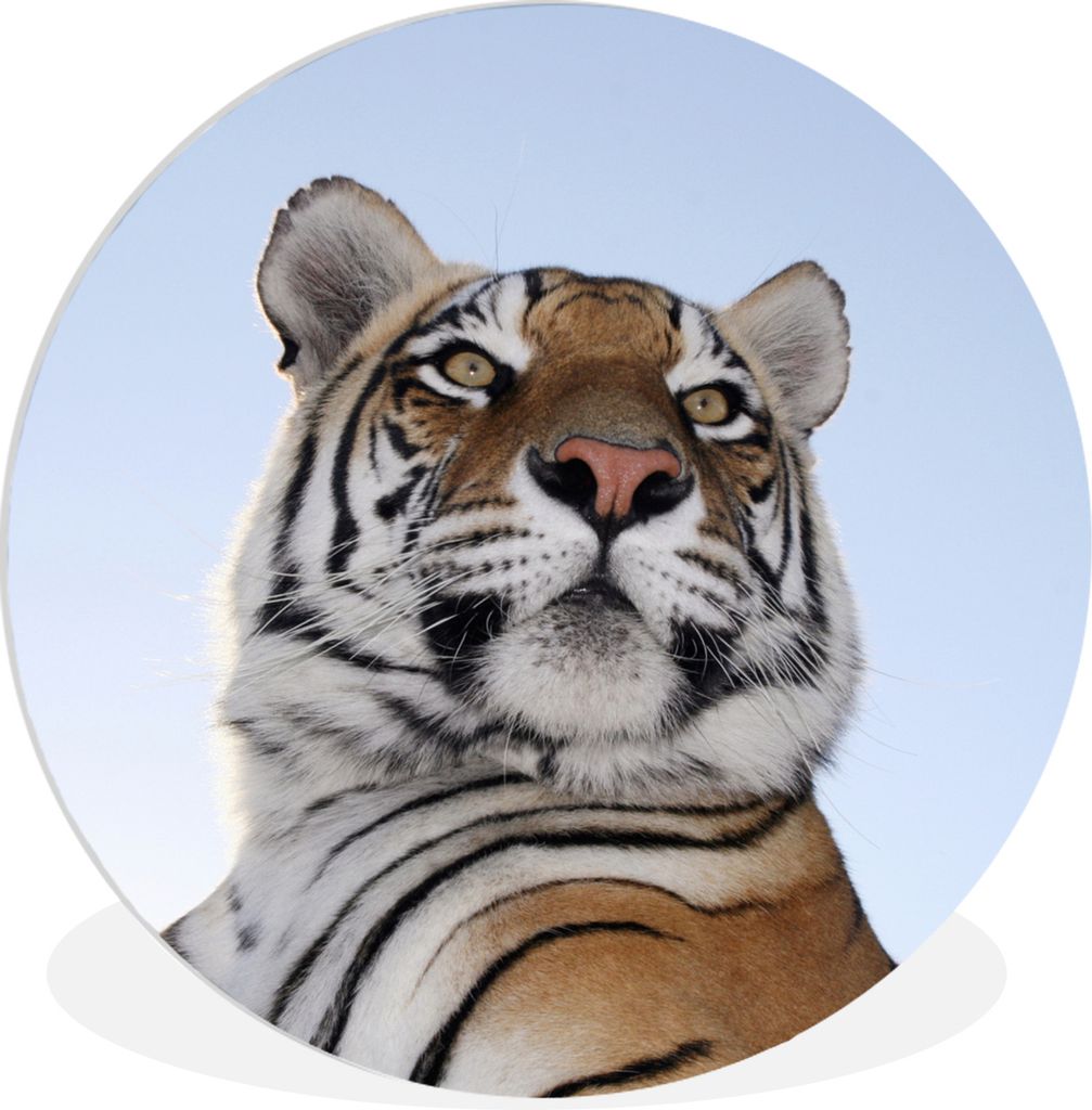 MuchoWow Rundes Wandbild - Runde Bilder Zäher Tiger mit blauem Himmel Ø 30 cm Kreis Wanddekoration Kunststoff - Wandkreis - Wandschmuck - Schla...