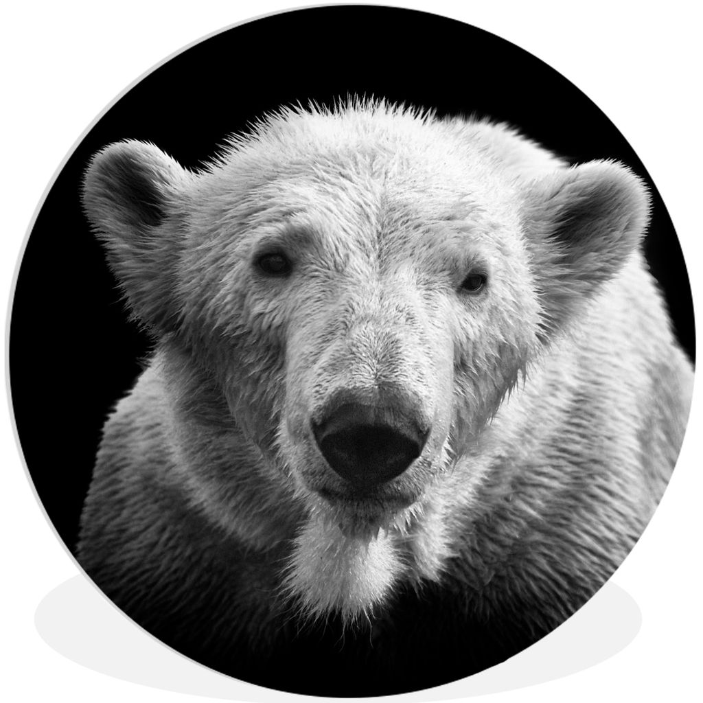 MuchoWow Rundes Wandbild - Runde Bilder Eisbär - Tier - Schwarz - Weiß Ø 90 cm Kreis Wanddekoration Kunststoff - Wandkreis - Wandschmuck - Wan...