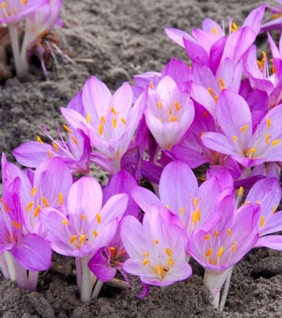 Colchicum cibuloviny Cibuloviny Květiny Podzimní krokus Obrázek produktu 