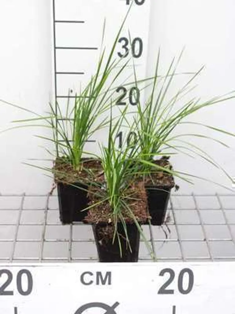 Aménager un massif frais avec 6 Deschampsia Goldtau - Graminées or