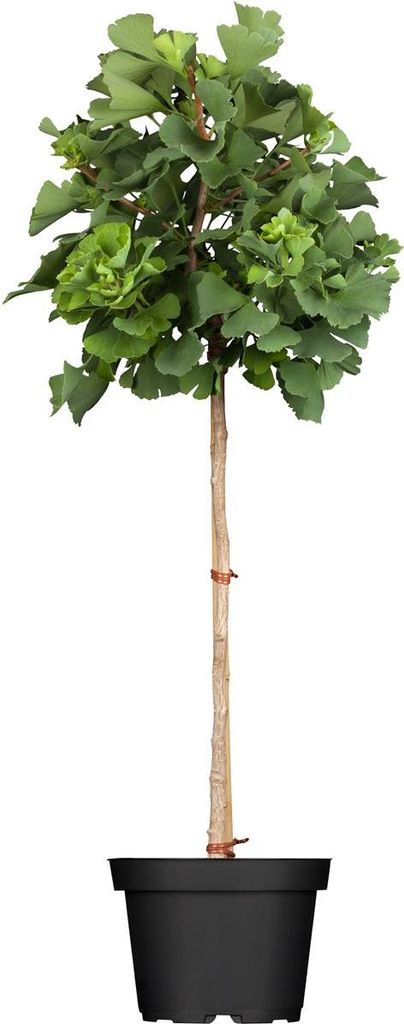 Ginkgo biloba 'Mariken', Fächerblattbaum, 60 cm Stammhöhe Produktbild 