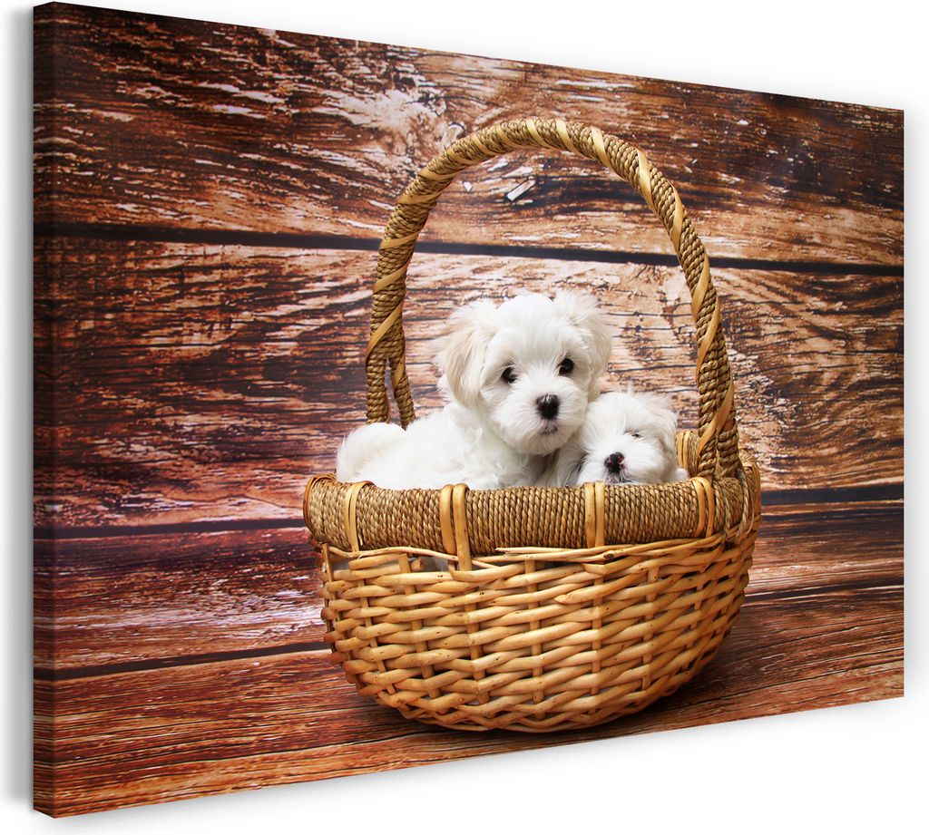 Leinwandbild (80x60cm): Süße Hunde-Puppies in Korb weiß Tier-Bilder Hunde-Baby Hundebabies, echter Holz-Keilrahmen inkl. Aufhänger, handgeferti...