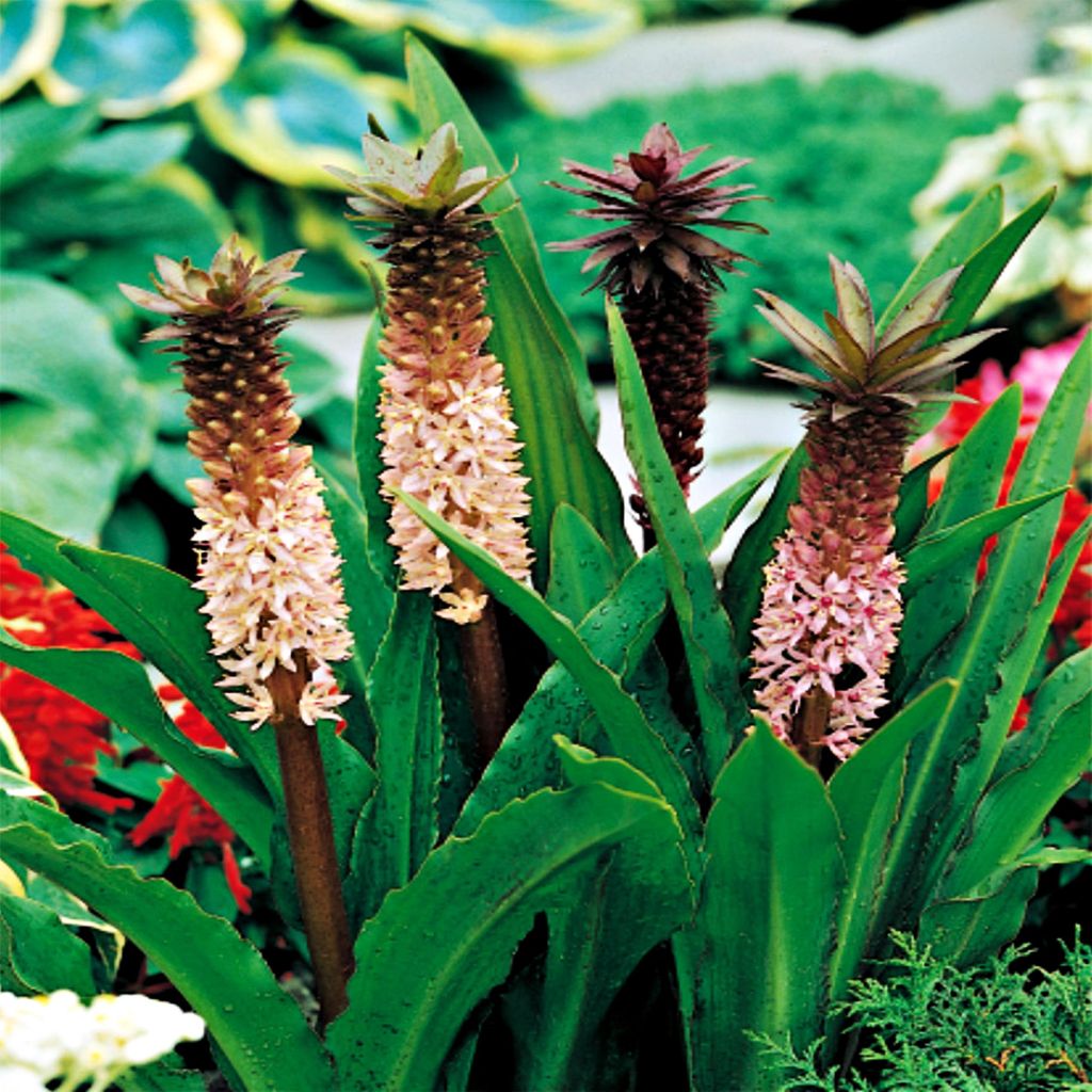 Eucomis Eukomis Comosa 1 szt Eukomisy cebulki kwiatowe Zdjęcie produktu 