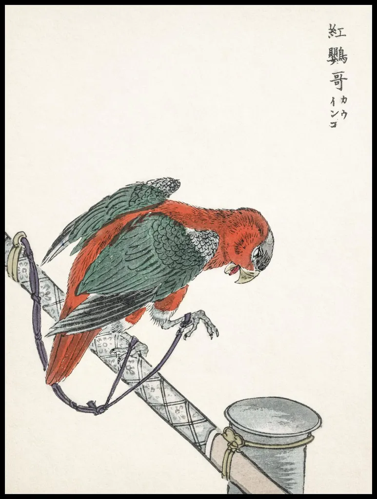 Stampa Fine Art Macaw 75x100cm - Poster Kashu Vintage Giapponese