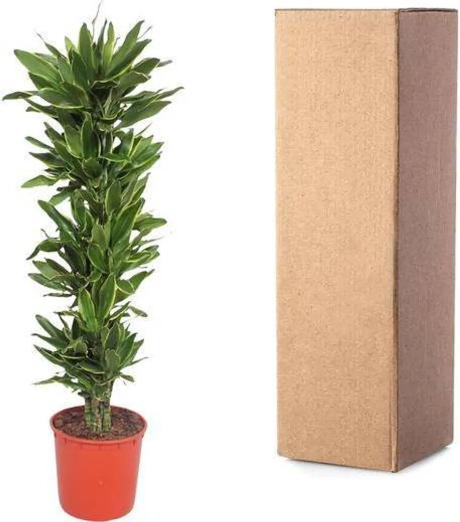 Plante d'intérieur increvable 200 cm Dracaena - Déco facile sans effort