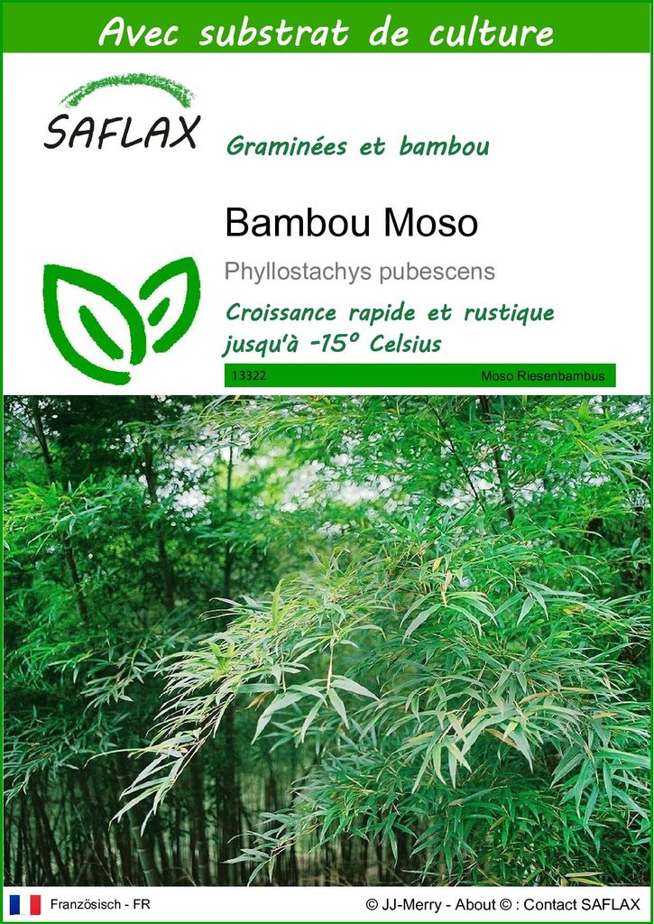 SAFLAX  - Bambou Moso - 20 graines - Avec substrat - Image du produit 