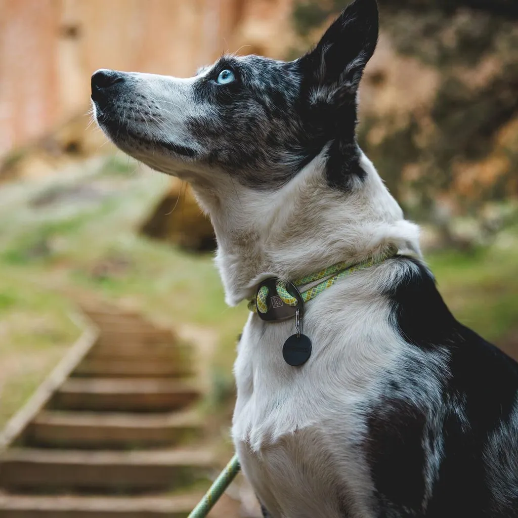 Collier d'aventure Ruffwear Knot-a-Collar idéal pour chiens de rando - 3