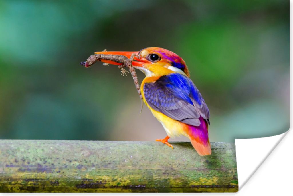 MuchoWow Poster Eisvogel - Salamander - Zweig 180x120 cm - Fotoplakat