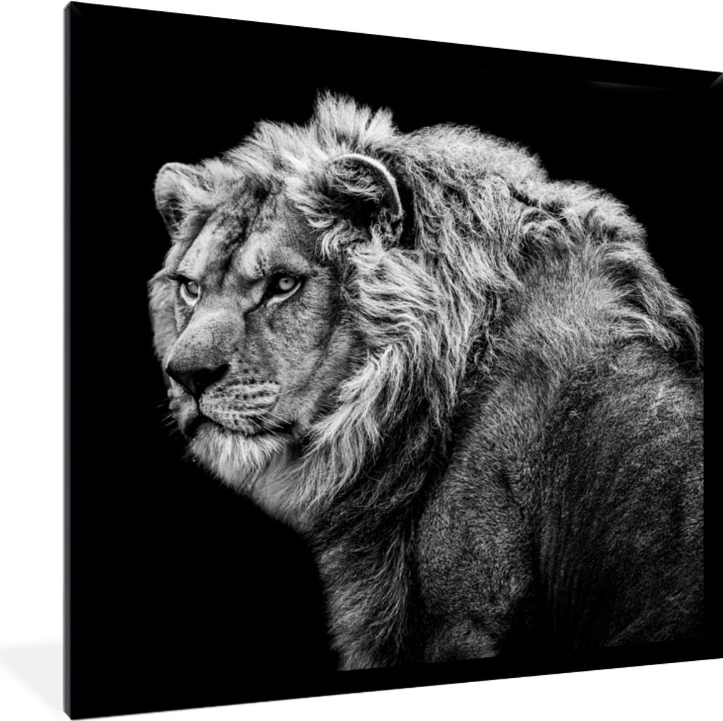 MuchoWow Gerahmtes Poster Löwe - Porträt - Wildtiere - Schwarz - Weiß 40x40 cm - Poster mit Schwarzem Bilderrahmen Wandposter Rahmen Foto Bild...
