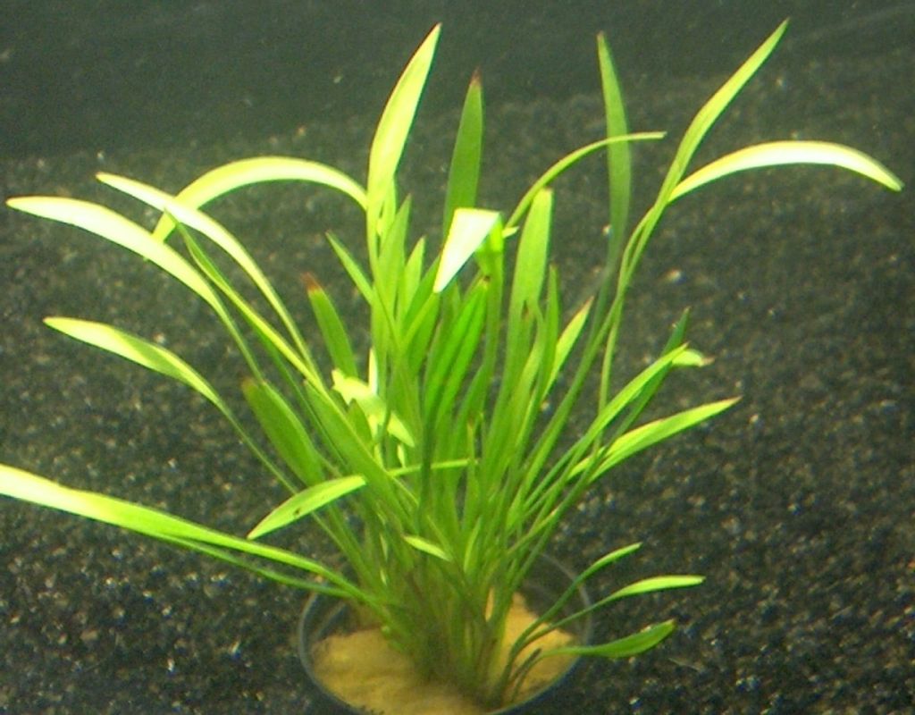 15 Bunde Echinodorus Tenellus, grasartige Pflanze