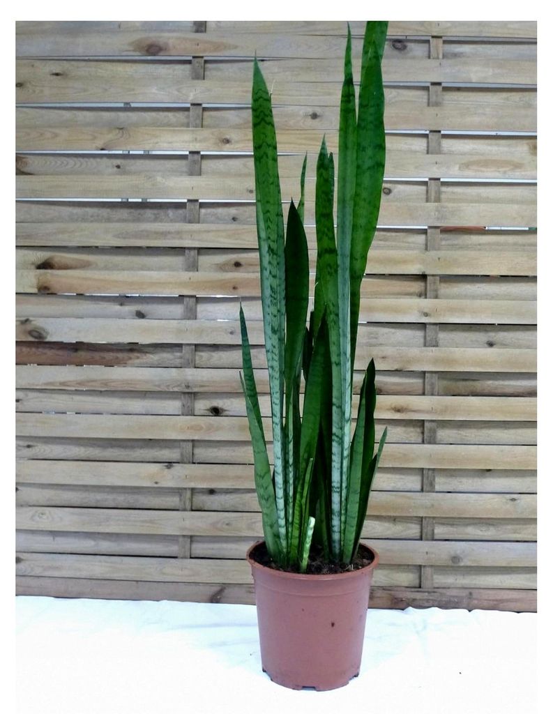 XL Sansevieria trifasciata "Silver" 130 cm - Topf 27 cm Ø - Bogenhanf - Schwiegermutterzunge/Zimmerpflanze