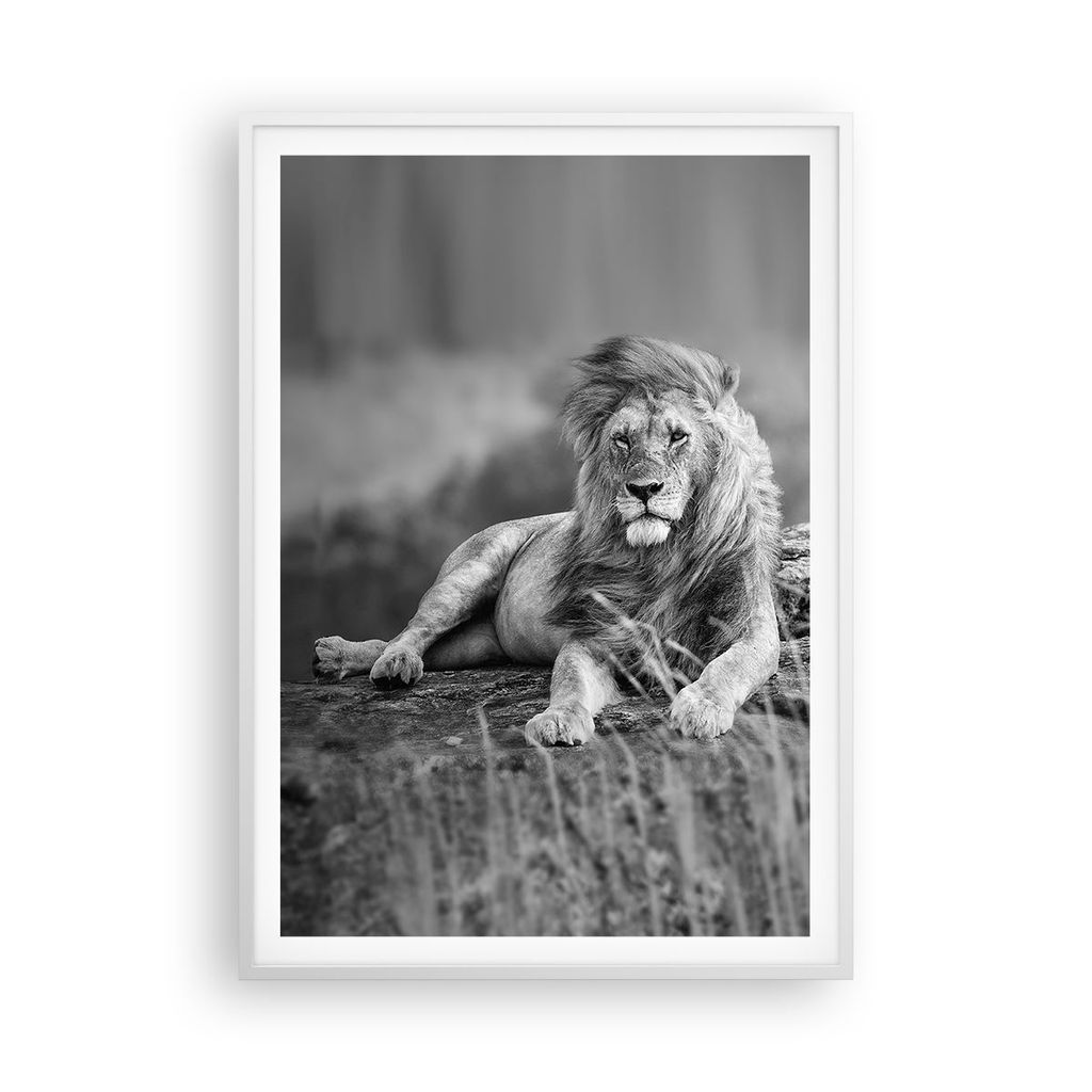Gerahmtes Poster - Weißer Rahmen - Löwe Tier Natur - 70x100 cm - Wand Bild - Wanddeko - Wandbilder - Kunstposter - Wandposter - Bilderrahmen - Bi...