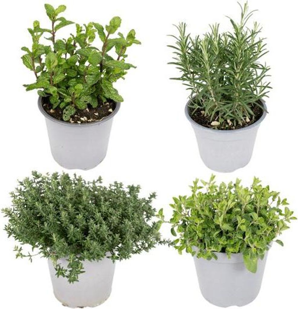 Küchenkräuter Mix 4 Pflanzen Ø14cm – Basilikum Rosmarin Thymian Petersilie