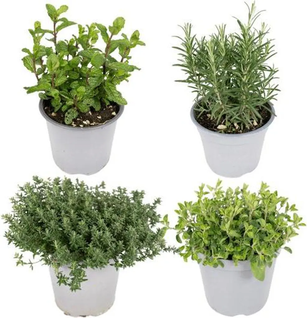 Pot d'herbes aromatiques fraîches 4 variétés Basilic et Thym pour Cuisine