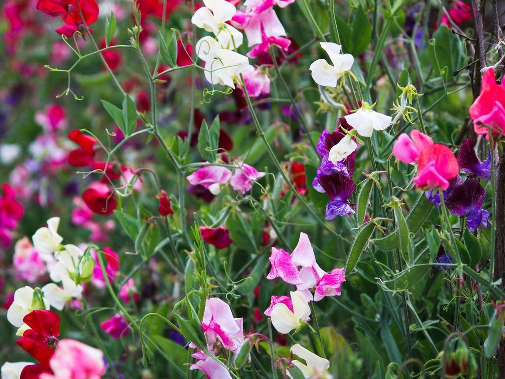 50 Samen Edelwicke (Duftwicke) – Lathyrus odoratus | Duftende Kletterpflanze Garten Blumen Flower seeds