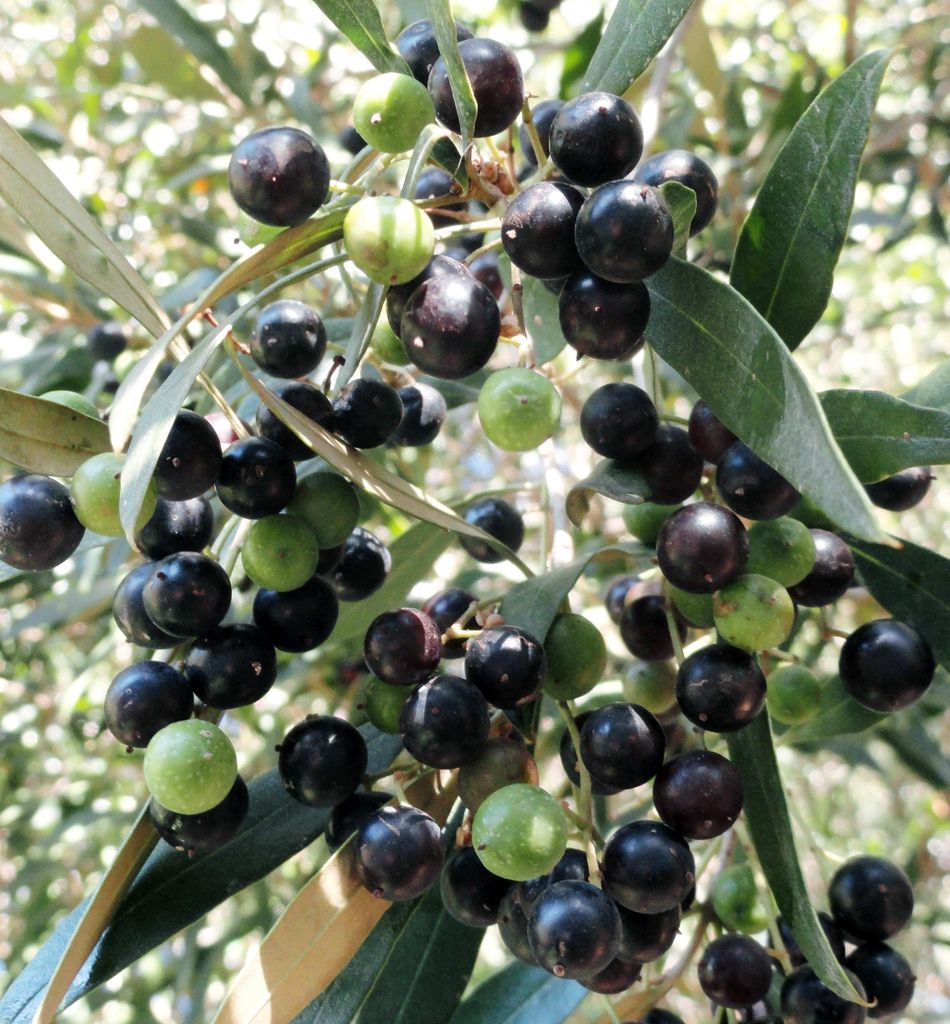 Olivenbaum 'KORONEIKI' 50-60 cm, Cont. 2 l Produktbild 