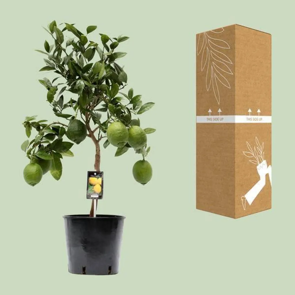 Citronnier Résistant pour Intérieur - Finis les Échecs avec les Agrumes