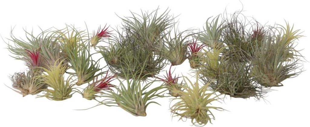 Oplątwa - 24 szt - Tillandsia - Wysokość 5-15cm - ⌀5cm Zdjęcie produktu 