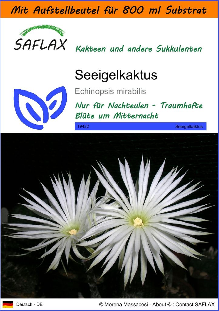 SAFLAX - Garden in the Bag - Kakteen - Seeigelkaktus - 40 Samen - Mit Anzuchtsubstrat im praktischen, selbst aufstellenden Beutel - Echinopsis mira...
