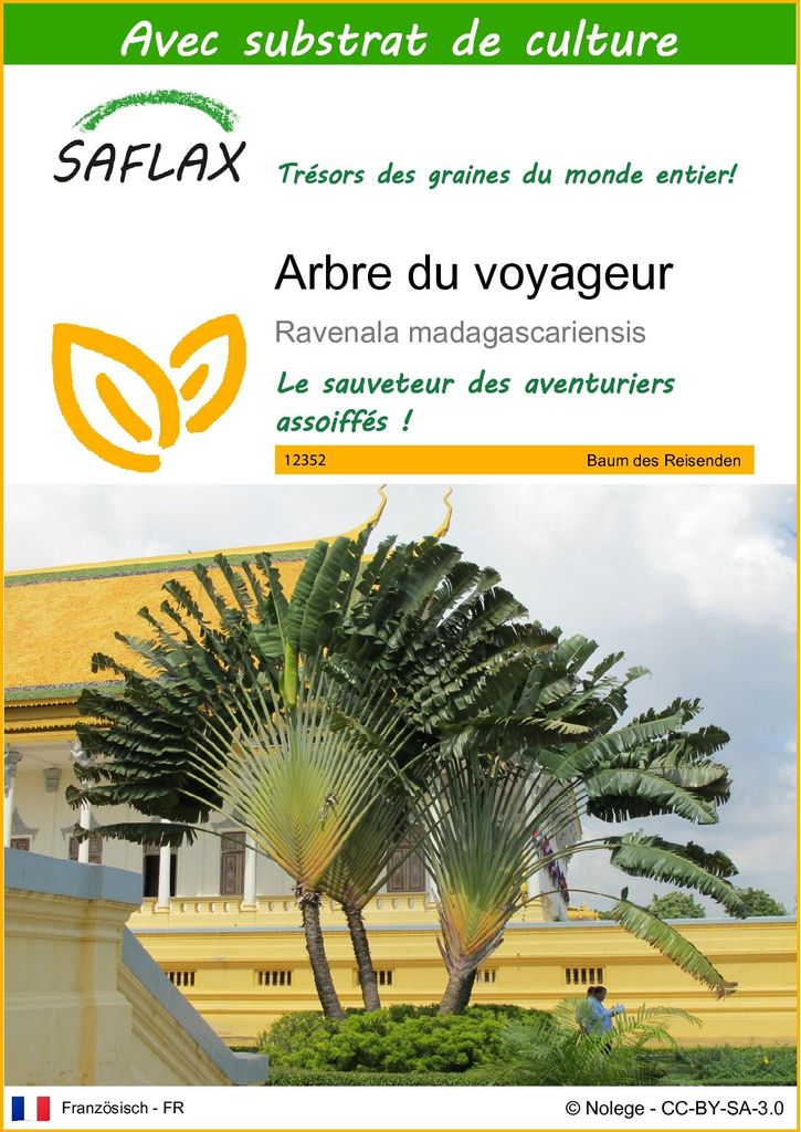 SAFLAX  - Arbre du voyageur - 8 graines - Avec substrat - Image du produit 