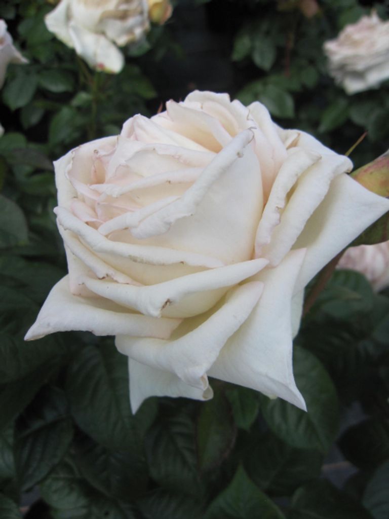 Rosa Madame Anisette - Edelrose Parfuma Madame Anisette - Kordes Rose - ADR Rose