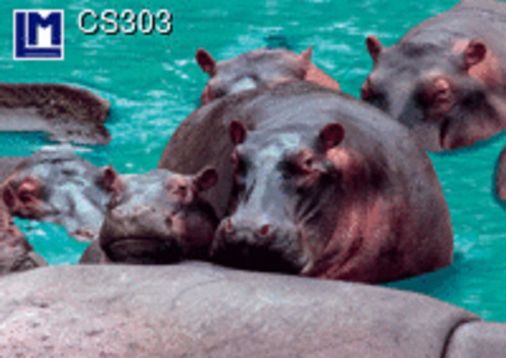 3 D Ansichtskarte Flußpferde, Postkarte Wackelkarte Hologrammkarte Bild Nilpferde Hippos