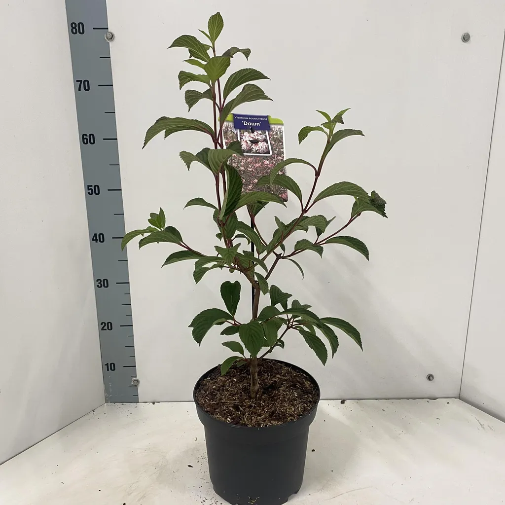 Viorne d'hiver Viburnum 'Dawn' 70-80 cm : Idéal pour massif et senteur