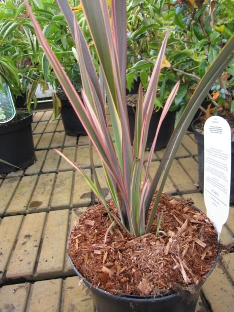 Phormium tenax Sundowner - Neuseelandflachs Sundowner