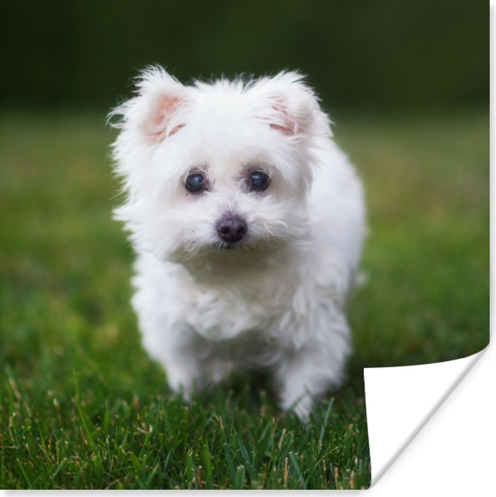 MuchoWow Poster Malteser Hund auf einer Wiese 50x50 cm - Wohnzimmerdekoration