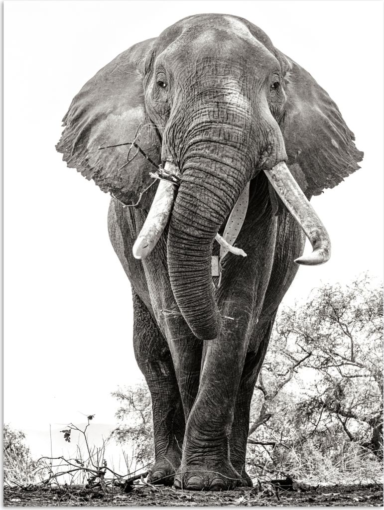 MuchoWow Poster Elefant - Porträt - Tiere - Schwarz und weiß 60x80 cm - Schlafzimmer Dekoration