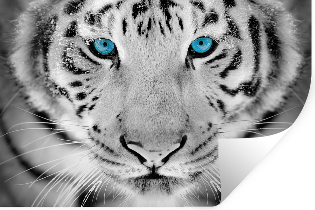 MuchoWow Wandtattoo Wandsticker Wandaufkleber Tiere - Tiger - Augen - Blau - Schwarz und weiß 30x20 cm Selbstklebend und Repositionierbar - Wier...